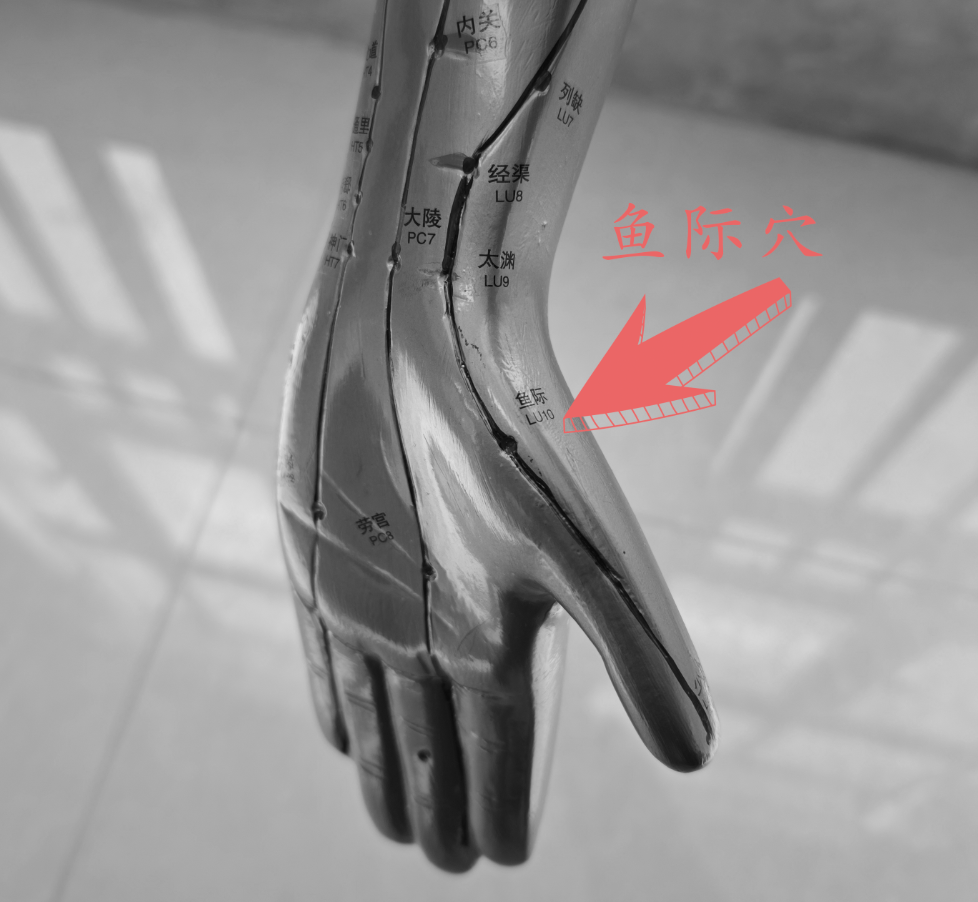 鱼际穴.png 鱼际穴.png